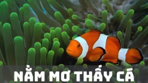 Tìm hiểu ý nghĩa nằm mơ thấy nhiều cá đánh con gì
